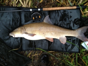 14lb 2oz barbel from the Kennet