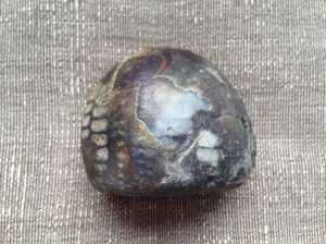 Sea urchin fossil found in the tidal Thames