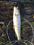 Small is beautiful, a Robinswood wild brown trout