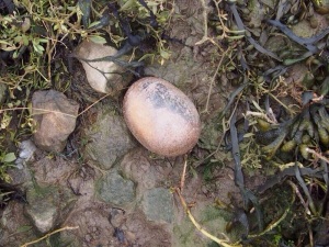 One of artist by the name of Anon brown ceramic eggs found by Nicola White near Cliffe, Kent.